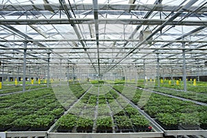 Soilless greenhouse