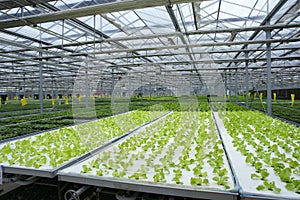 Soilless greenhouse