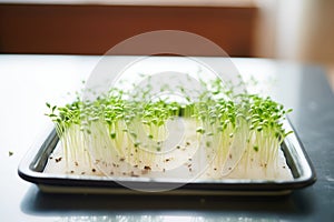 soilless microgreen mat with sprouts