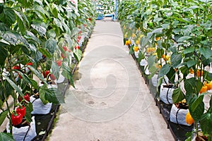 Soilless plantation technique