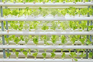 Soilless vegetable cultivation