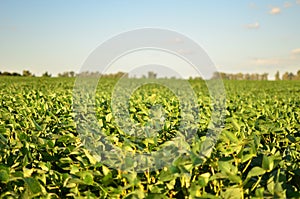 Soja field