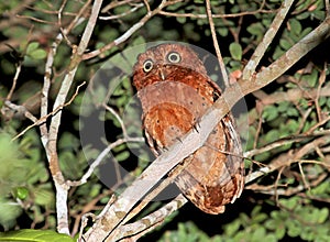 Sokoke Scops-Owl, Sokoke-dwergooruil, Otus ireneae