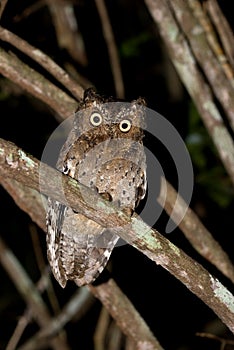 Sokoke Scops-Owl, Sokoke-dwergooruil, Otus ireneae