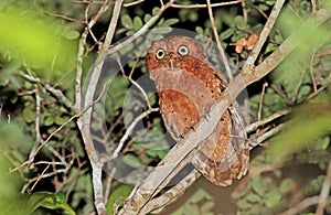 Sokoke Scops-Owl, Sokoke-dwergooruil, Otus ireneae