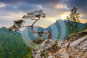 Sokolica peak in Pieniny Mountains with a famous pine, Poland
