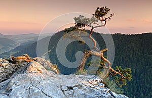 Sokolica in Pieniny Poland