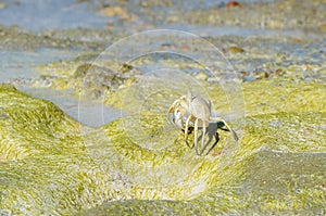 Sokotra,Yemen, hermin crab on the sand on the island of Socotra