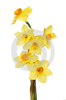 Narzissus Blummen 