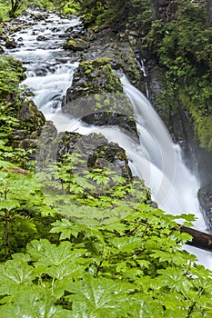 Sol Duc Falls in the rain forest.