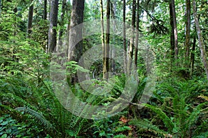 Sol Duc falls trail forest