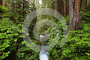 Sol Duc falls trail, Olympic national park, WA, US