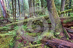 Sol Duc rainforest at Olympic National Park, Oregon Coast