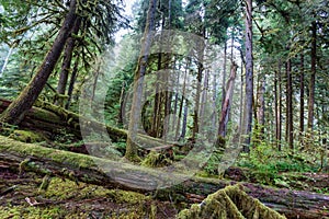 Sol Duc rainforest at Olympic National Park, Oregon Coast