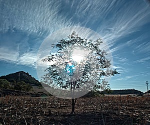 Sun and shadow under a tree photo