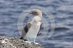 Solan goose (Sula nebouxii) photo