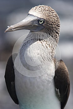 Solan goose (Sula nebouxii) photo