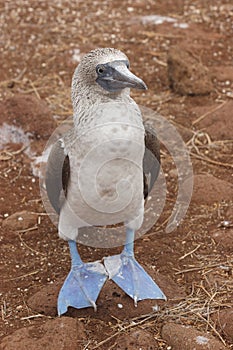 Solan goose (Sula nebouxii)