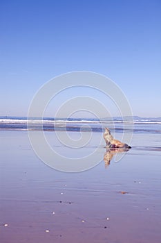 Solana beach seal San Diego photo
