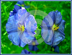 Solanaceae blue flower macro background and wallpaper fine art prints