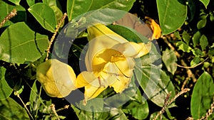 Solandra maxima also known as Hawaiian Lilly, Golden chalice vine