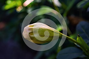 Solandra maxima cup of gold Hawaiian lily closed up bud yellow tropical vine flower