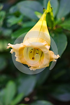 Solandra maxima cup of gold Hawaiian lily opened up bud yellow tropical vine flower photo