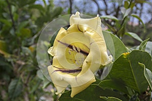 Solandra maxima detail of blooming large flower