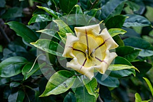 Solandra maxima flower, also known as cup of gold vine, golden chalice vine, or Hawaiian lily