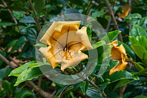 Solandra maxima flower, also known as cup of gold vine, golden chalice vine, or Hawaiian lily