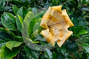 Solandra maxima flower, also known as cup of gold vine, golden chalice vine, or Hawaiian lily