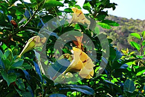Solandra maxima flower from La Gomera, Canary Islands