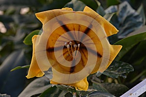 Solandra maxima yellow nightshade close-up of flower