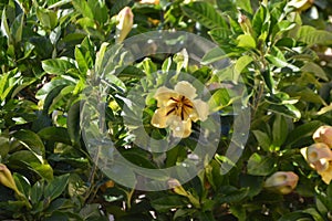 Solandra maxima yellow nightshade flower. Hawaiian lily