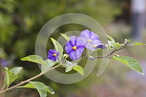 Solanum