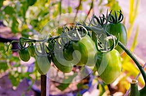 Solanum aculeatissimum