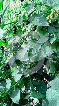 Solanum amercanum fruit plant