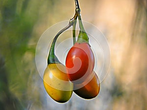 Solanum aviculare Kangaroo Apple