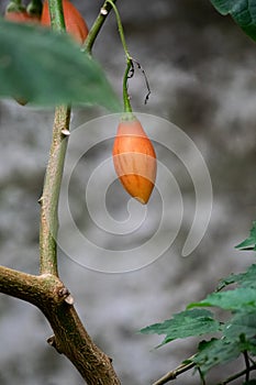Solanum betaceum.  Chilto or tree tomato, field tomato or tamarillo.