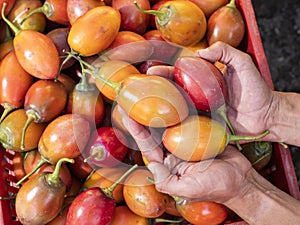 Solanum betaceum - Colombian tamarillo in farmer`s hands