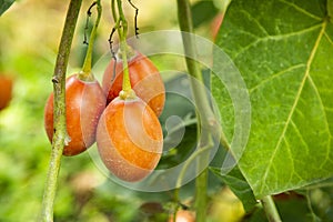 Solanum betaceum - Organic tamarillo fruit on tree