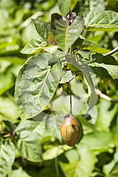 Solanum betaceum - Tamarillo Tree Tomato with leaves on tree