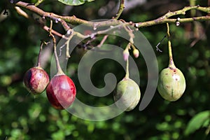 Solanum betaceum tree tomato