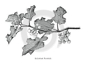 Solanum branch clip art hand drawing engraving illustration