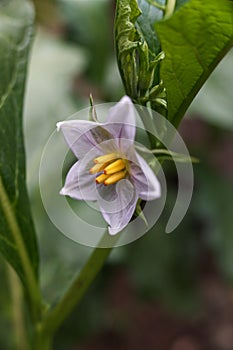 The solanum Carolinense flower