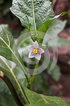 The solanum Carolinense flower