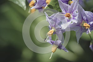 Solanum crispum glasnevin, Chilean potato tree