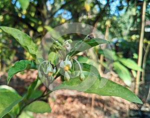 Solanum diphyllum L, It is a shrub and grows primarily in the seasonally dry tropical biome