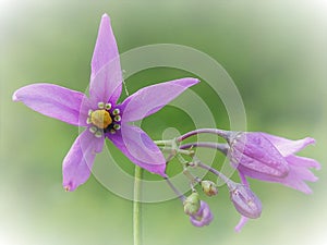 Solanum dulcamara