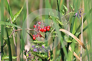 Solanum dulcamara